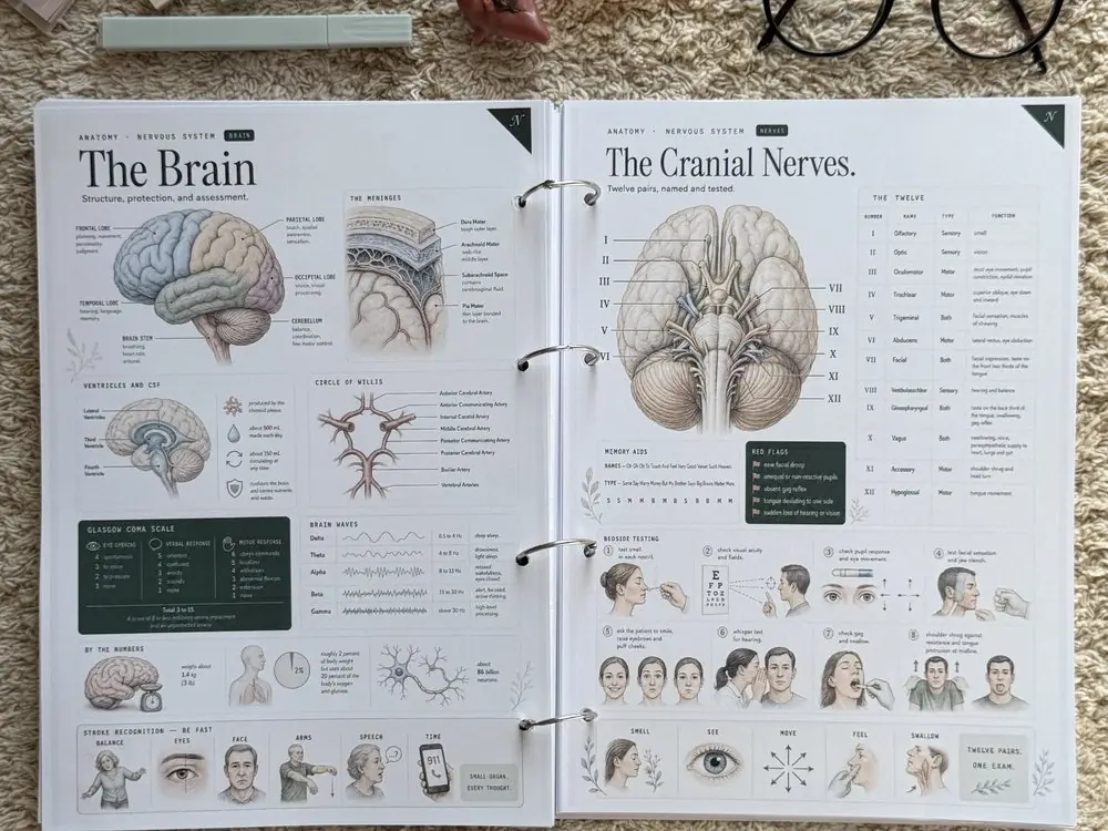 The Brain and The Cranial Nerves, open side by side